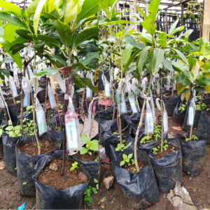bibit mangga arum manis