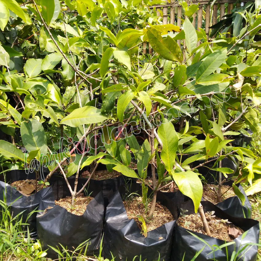 Jambu Air Black Diamond Jambu Air Black Diamond
