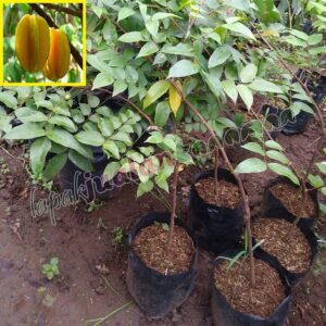 pulses from organic farm