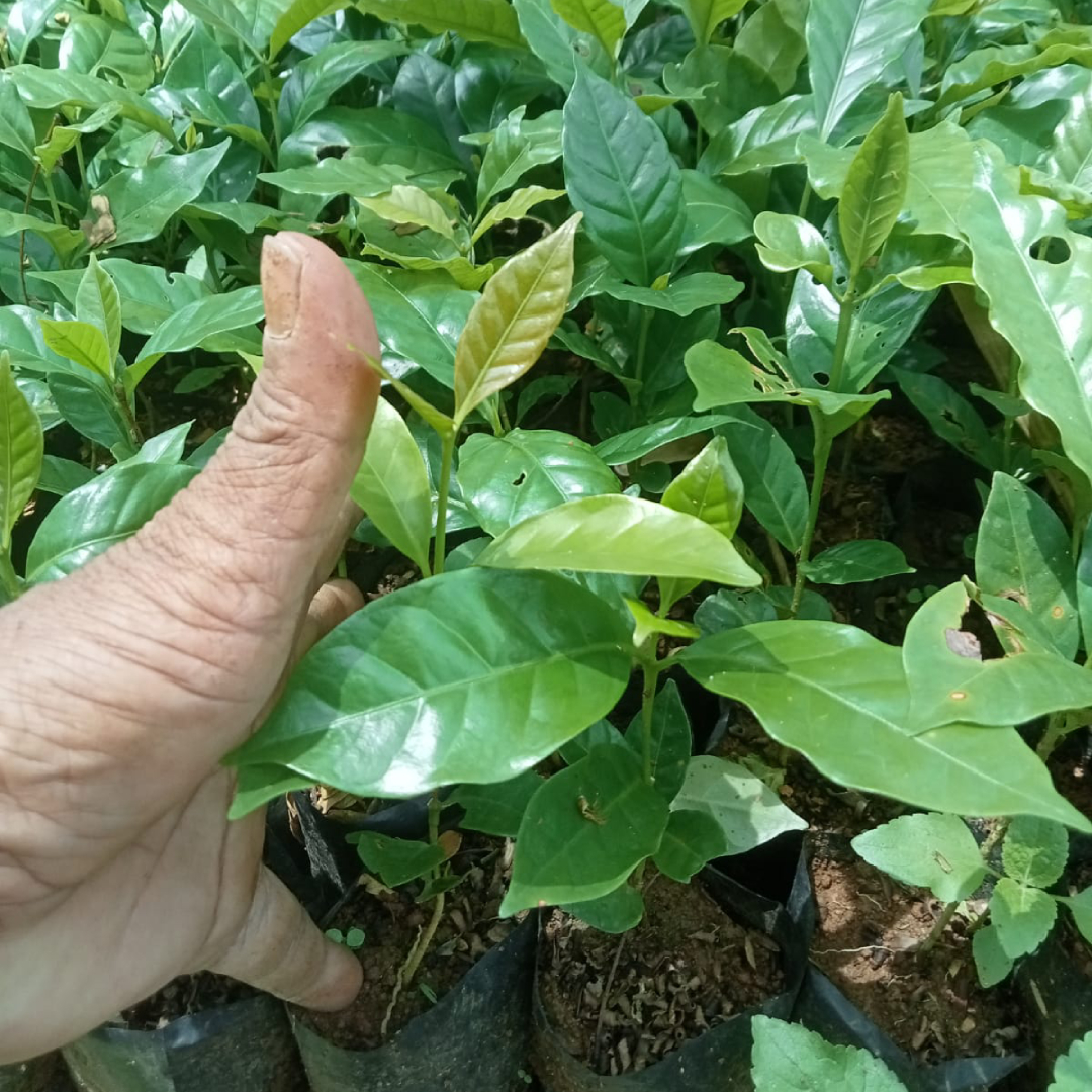 Bibit Kopi Arabika Bibit Kopi Arabika