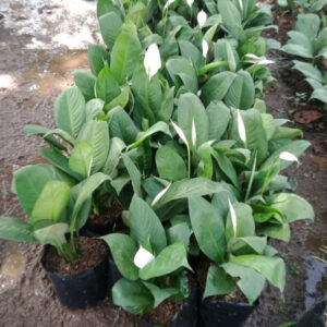 Bibit-Sepatu-Pilm