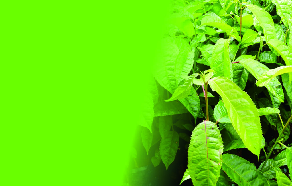 cover 4