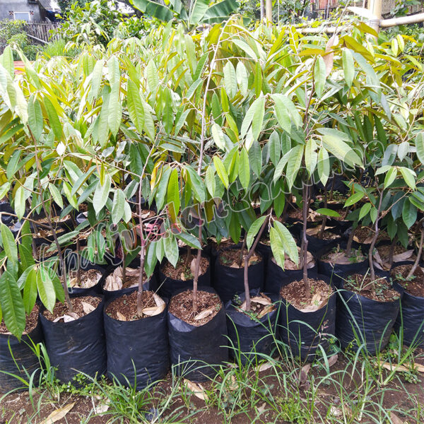 Bibit Durian Musang King