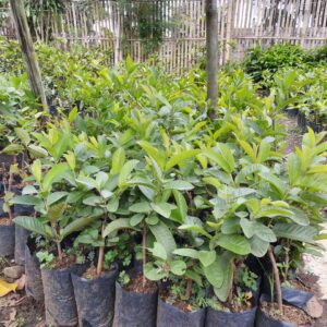 Bibit Jambu Mega Merah