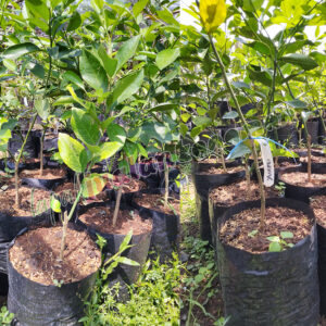 Bibit Jeruk Lemon Yureka