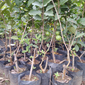 Bibit Jambu Kristal Cangkokan