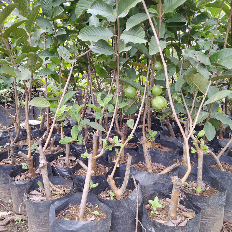 Jambu Kristal 9 Bibit Jambu Kristal Cangkokan