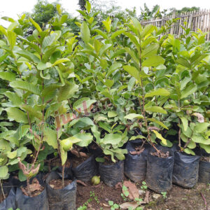 Bibit Jambu Mutiara