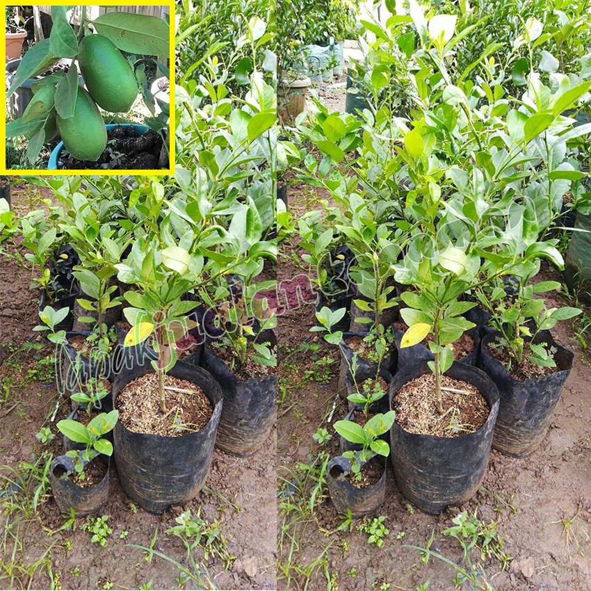 Jeruk Lemon Tea Jumbo 5 Jeruk Lemon Tea Jumbo