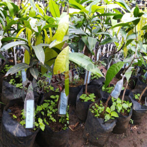 bibit mangga kiojay