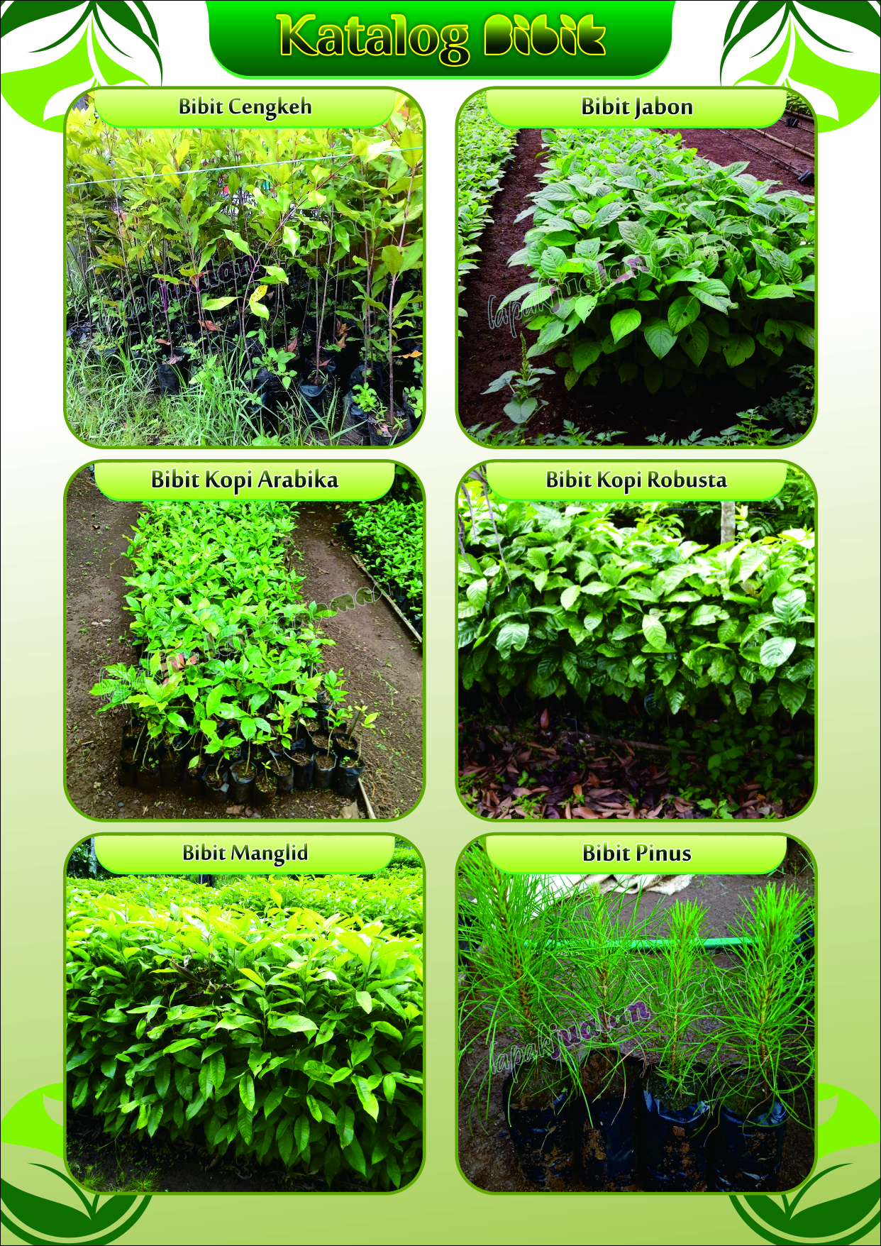 katalog bibit