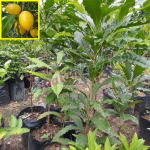 bibit kopi robusta (salin)