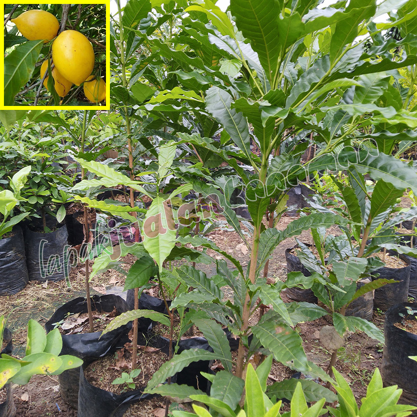 bibit kopi robusta (salin) bibit kopi robusta (salin)