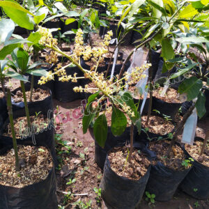 bibit mangga manalagi