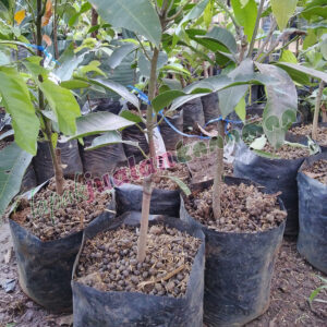 bibit mangga chokanan