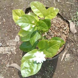 Bibit Melati
