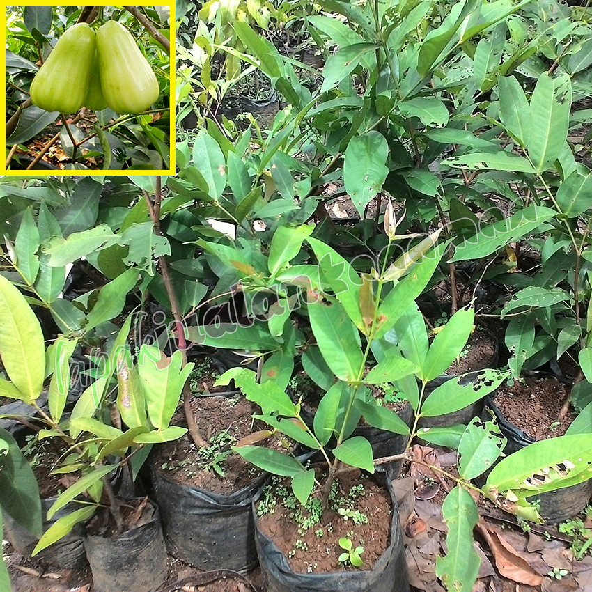 Bibit Jambu Air Madu Deli Hijau Bibit Jambu Air Madu Deli Hijau