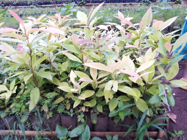 Bibit Kayu Puspa