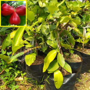 bibit jambu air red taiwan
