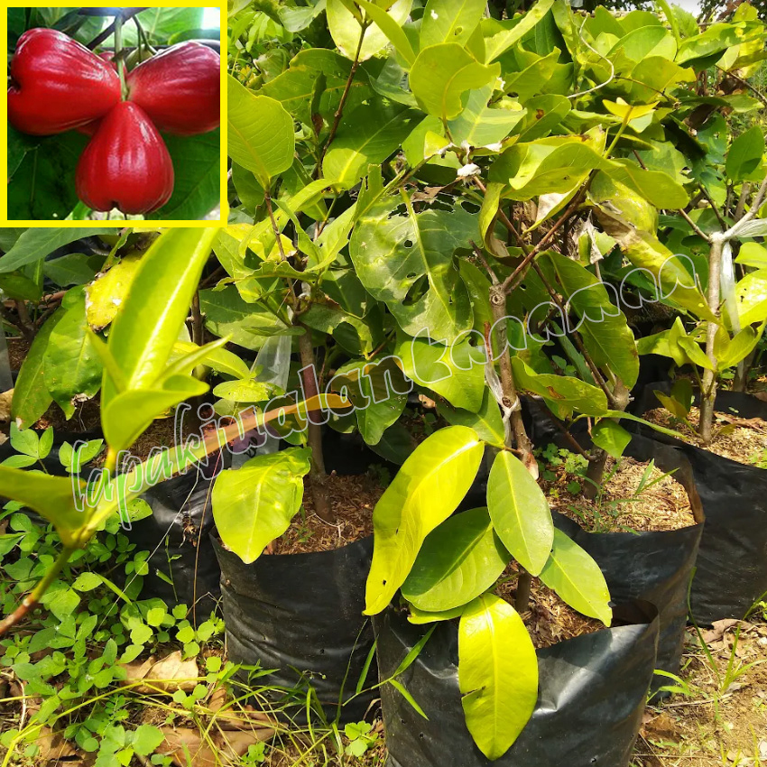 bibit jambu air red taiwan bibit jambu air red taiwan