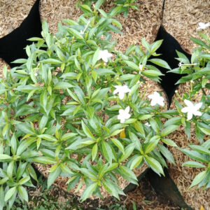 Bibit Rambosa