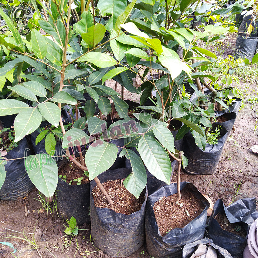Bibit Rambutan Rapiah Bibit Rambutan Rapiah