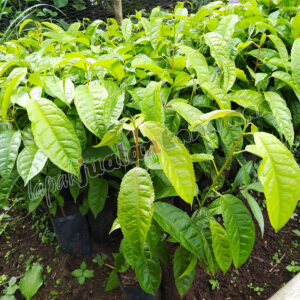 Bibit Kayu Rasamala