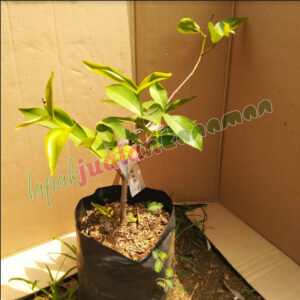 bibit jambu air madu deli hijau (salin)