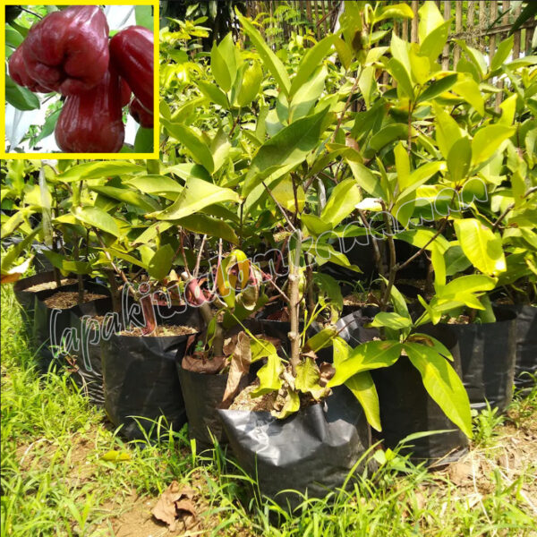 Bibit Jambu Air Kesuma Merah
