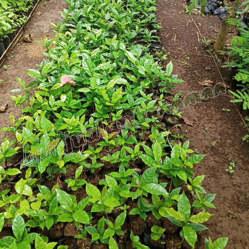 bibit kopi robusta bibit kopi robusta