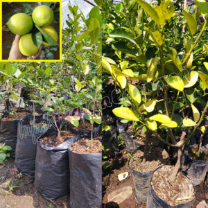 Bibit Jeruk Lemon Lokal